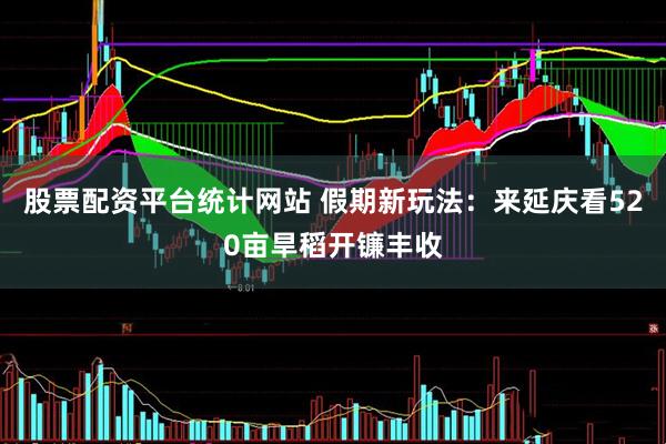 股票配资平台统计网站 假期新玩法：来延庆看520亩旱稻开镰丰收